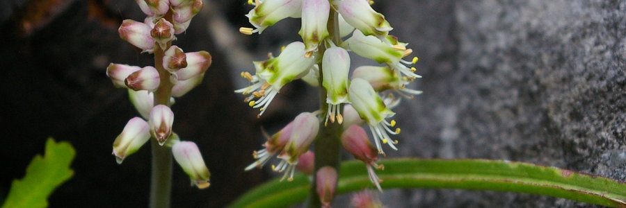 Grootbos endemic, Lachenalia lutzeyerii